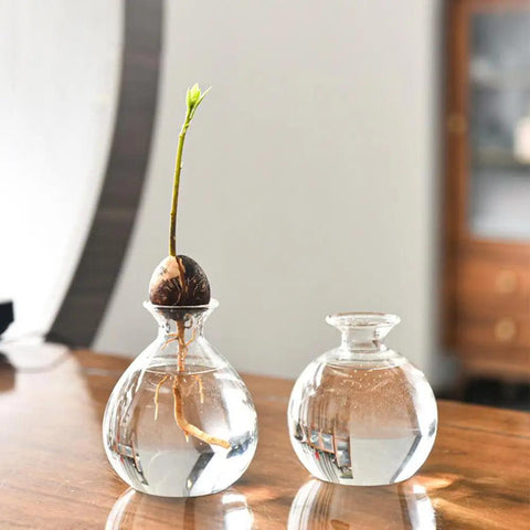 Avocado Seed Starter Vase Transparent Glass Vase Vase for Growing Plant Glass Seed Growing Kit for Gardening Lovers