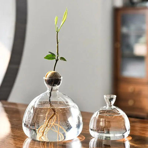 Avocado Seed Starter Vase Transparent Glass Vase Vase for Growing Plant Glass Seed Growing Kit for Gardening Lovers